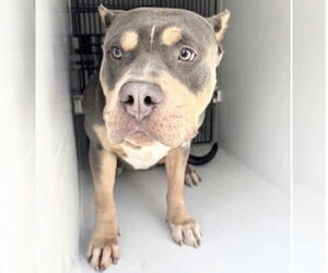 American Bulldog-Unknown Mix Dogs for adoption in Houston, TX, USA