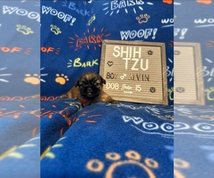 Medium Shih Tzu