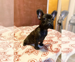 Small Photo #14 French Bulldog Puppy For Sale in PITTSBURG, CA, USA