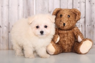 Pom-A-Poo Puppy for sale in MOUNT VERNON, OH, USA