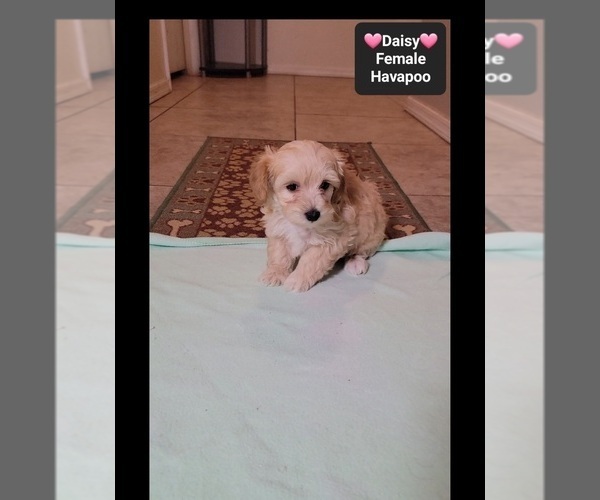 Medium Photo #3 Havapoo Puppy For Sale in TUCSON, AZ, USA