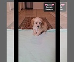 Daisy - Female Havapoo Puppy for Sale - Photo #3