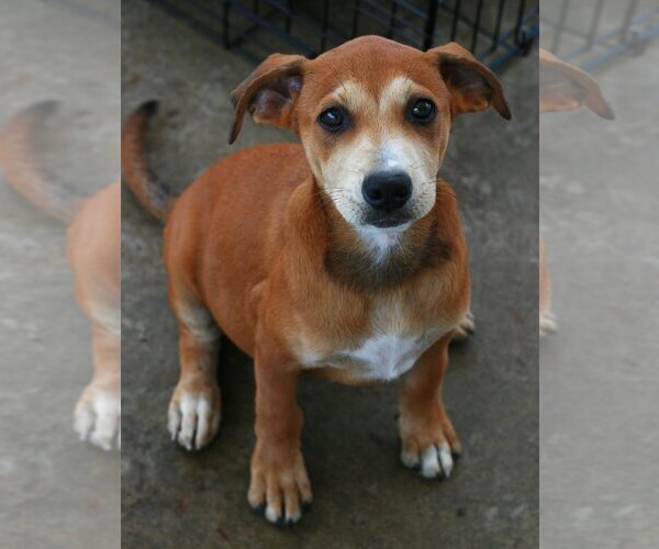 Medium Photo #6 Feist Terrier-Labrador Retriever Mix Puppy For Sale in Attalka, AL, USA