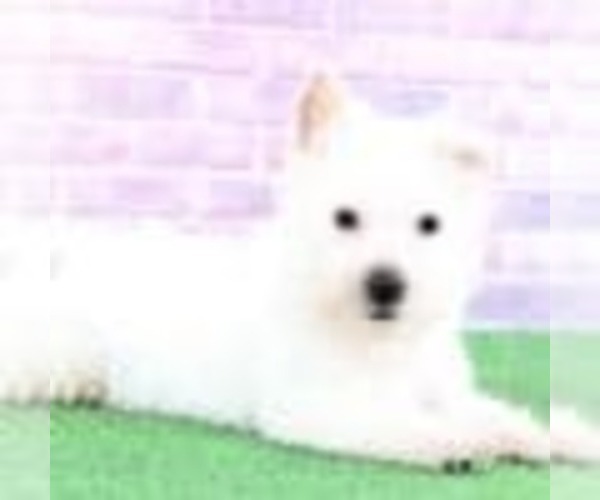 Medium Photo #2 West Highland White Terrier Puppy For Sale in BEL AIR, MD, USA