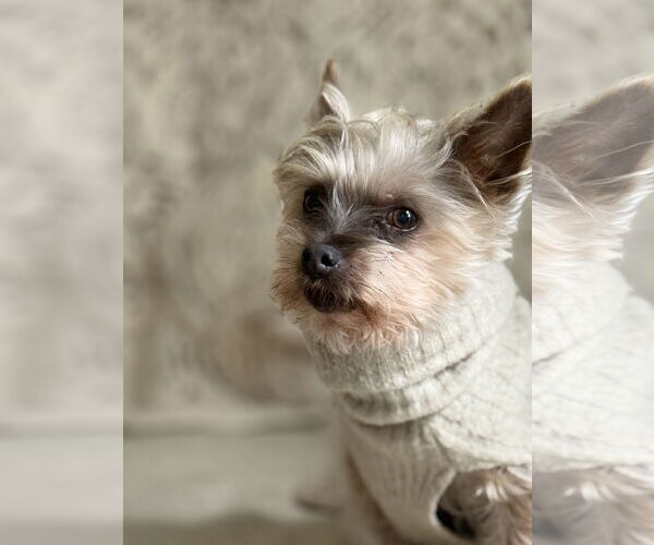 Medium Photo #7 Mutt Puppy For Sale in St. Louis Park, MN, USA