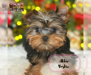 Yorkshire Terrier Puppy for sale in ELMHURST, IL, USA