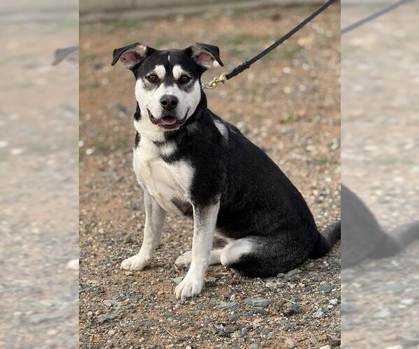 Medium Photo #2 Siberian Husky-Unknown Mix Puppy For Sale in Jackson, CA, USA