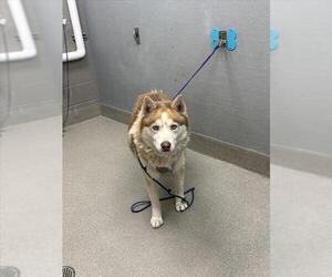 Huskies -Unknown Mix Dogs for adoption in Las Vegas, NV, USA