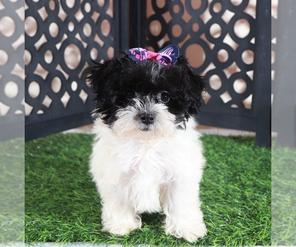 Medium Photo #4 Maltipoo (Toy) Puppy For Sale in MOUNT VERNON, OH, USA