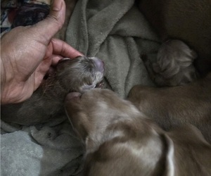 Weimaraner Puppy for Sale in INDIANAPOLIS, Indiana USA