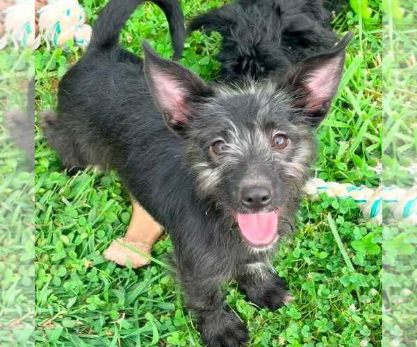 Medium Photo #1 Mutt Puppy For Sale in New Oxford , PA, USA