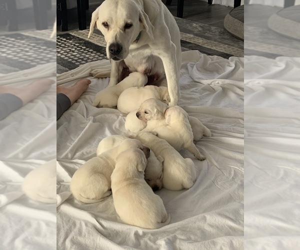 Medium Photo #6 Labrador Retriever Puppy For Sale in OSCEOLA, IN, USA
