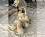 Small Photo #6 Labrador Retriever Puppy For Sale in OSCEOLA, IN, USA