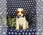 Small Photo #2 Poodle (Miniature) Puppy For Sale in NEW HOLLAND, PA, USA