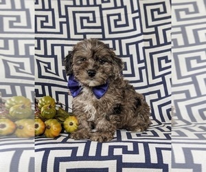 Poodle (Miniature)-ShihPoo Mix Puppy for sale in LINCOLN UNIVERSITY, PA, USA