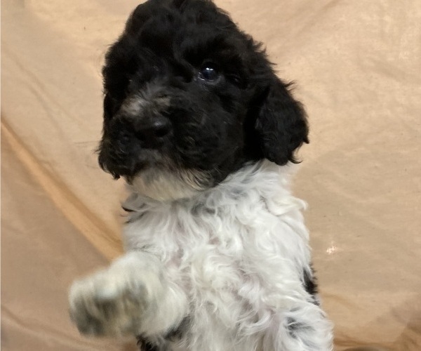 Medium Photo #5 Poodle (Standard) Puppy For Sale in CHETEK, WI, USA
