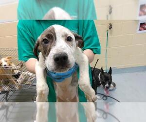 Labrador Retriever-Unknown Mix Dogs for adoption in Tulsa, OK, USA