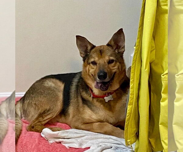 Medium Photo #2 German Shepherd Dog-Unknown Mix Puppy For Sale in Canton, CT, USA