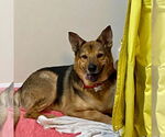 Small #1 German Shepherd Dog Mix