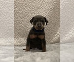 Small #2 Miniature Pinscher