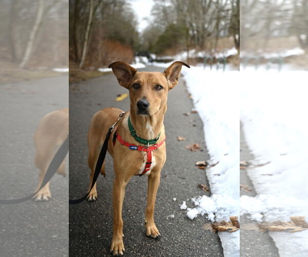 Medium Photo #9 Mutt Puppy For Sale in Wakefield, RI, USA