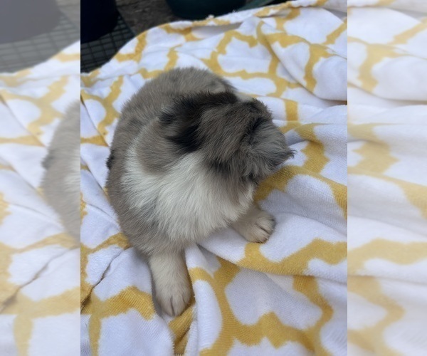 Medium Photo #3 Miniature Australian Shepherd Puppy For Sale in BUSH, LA, USA