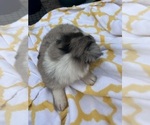 Small #2 Miniature Australian Shepherd