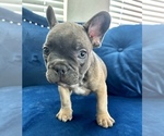 Small Photo #7 French Bulldog Puppy For Sale in CORONA, CA, USA