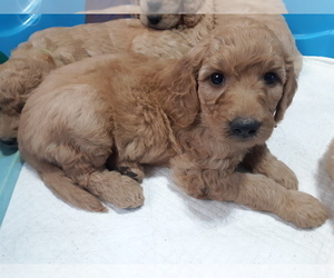 Goldendoodle Puppy for sale in AIKEN, SC, USA