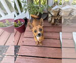 Small #2 Chihuahua Mix