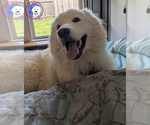 Small #3 Great Pyrenees