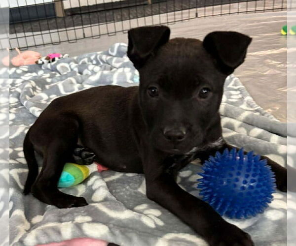 Medium Photo #2 Labrador Retriever-Unknown Mix Puppy For Sale in Lakewood, CO, USA