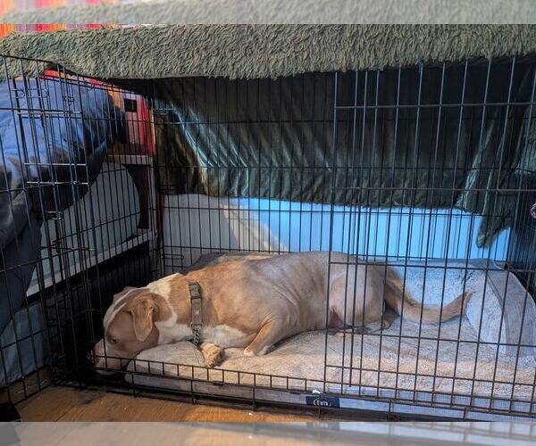 Medium Photo #12 American Staffordshire Terrier-Unknown Mix Puppy For Sale in Lake Forest, CA, USA