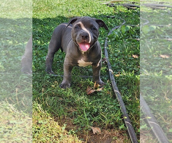 Medium Photo #10 American Bully Puppy For Sale in NOBLESVILLE, IN, USA