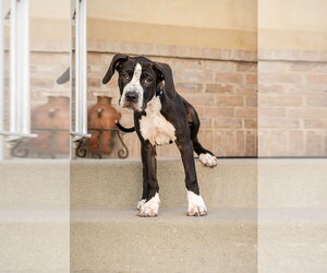 Boxer-Unknown Mix Dogs for adoption in MIDWAY, UT, USA