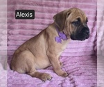 Small #7 Cane Corso