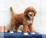 Small #3 Goldendoodle (Miniature)