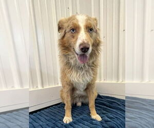 Australian Shepherd Dogs for adoption in Osgood, IN, USA