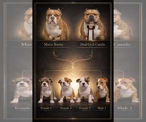 American Bully Litter for sale in MARIETTA, GA, USA