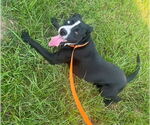 Small #2 Labrador Retriever Mix