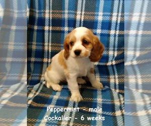 Cockalier Puppy for sale in CLARKRANGE, TN, USA