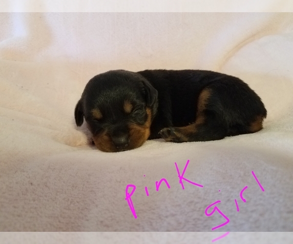 Medium Photo #1 Rottweiler Puppy For Sale in VANCOUVER, WA, USA