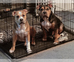 Small American Bulldog-English Bulldog Mix