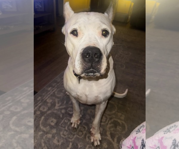 Medium Photo #1 Argentinian Mastiff Puppy For Sale in Belleville, MI, USA