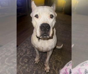 Argentinian Mastiff Dogs for adoption in Belleville, MI, USA