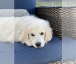 Small Photo #4 English Cream Golden Retriever Puppy For Sale in LINCOLN, CA, USA