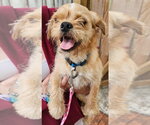 Small #3 Pug-Shih Tzu Mix