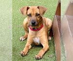 Small #1 Labrador Retriever Mix