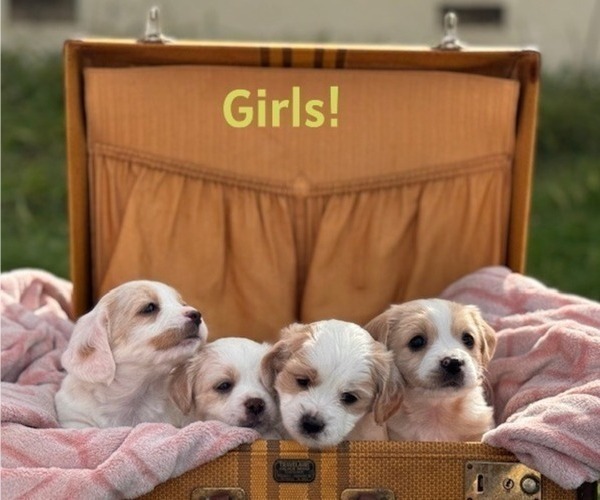 Medium Photo #1 Cavapoo (Miniature)-Maltipoo (Miniature) Mix Puppy For Sale in OROVILLE, CA, USA