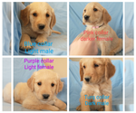 Small Photo #1 Golden Retriever Puppy For Sale in PIERCE, CO, USA